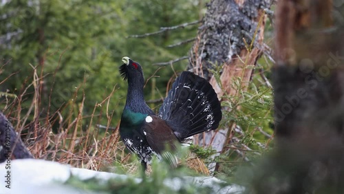 the western capercaillie in the winter forest the Tetrao urogallus walks on the ground and sings photo