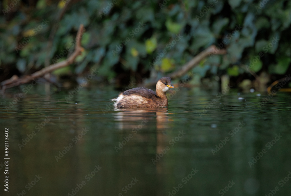 Little grebe perched atop the surface of a gently flowing river, surrounded by lush greenery. Little grebe perched atop the surface of a gently flowing river, surrounded by lush greenery.