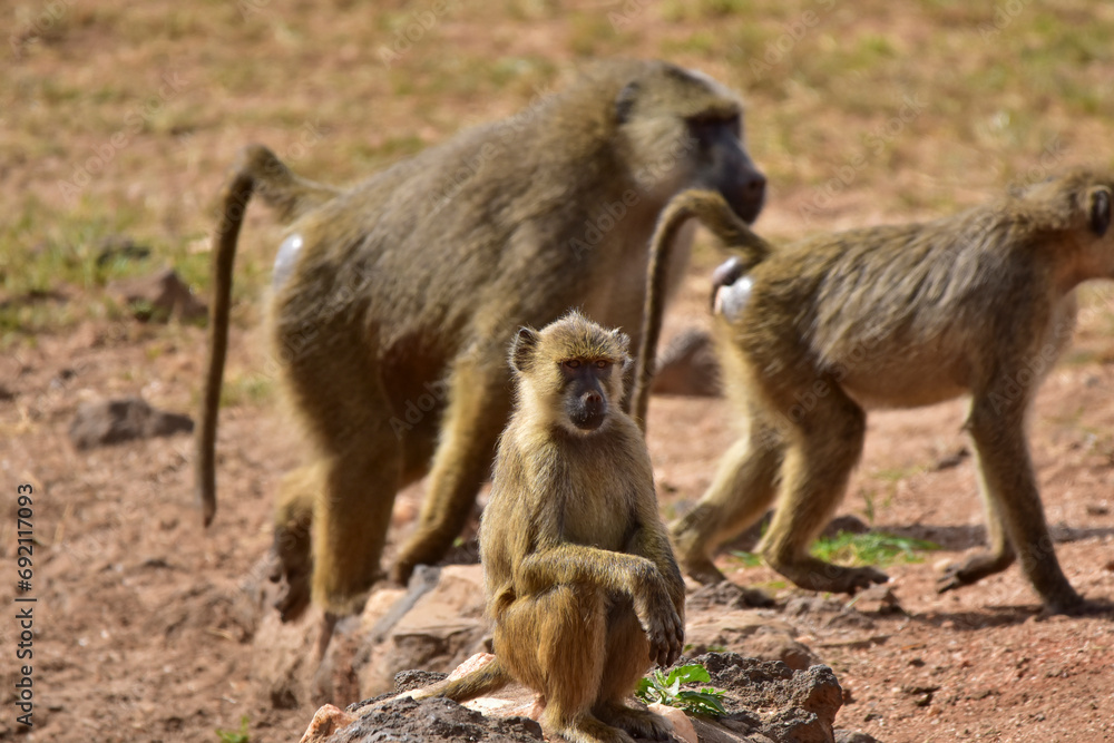 A young baboon in the savannah in a national park in Kenya.