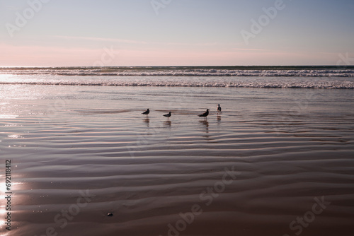 Pink sunset on the beach, and silhouette of birds, clear sky in the background, copy space