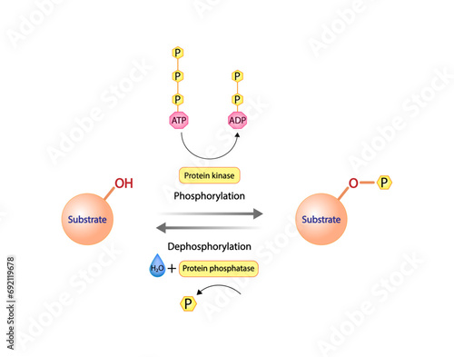 Phosphorylation and Dephosphorylation. Protein kinase, an enzyme that transfer phosphate from ATP to a protein. Phosphatase, an enzyme that removes a phosphate group from the phosphorylated protein.