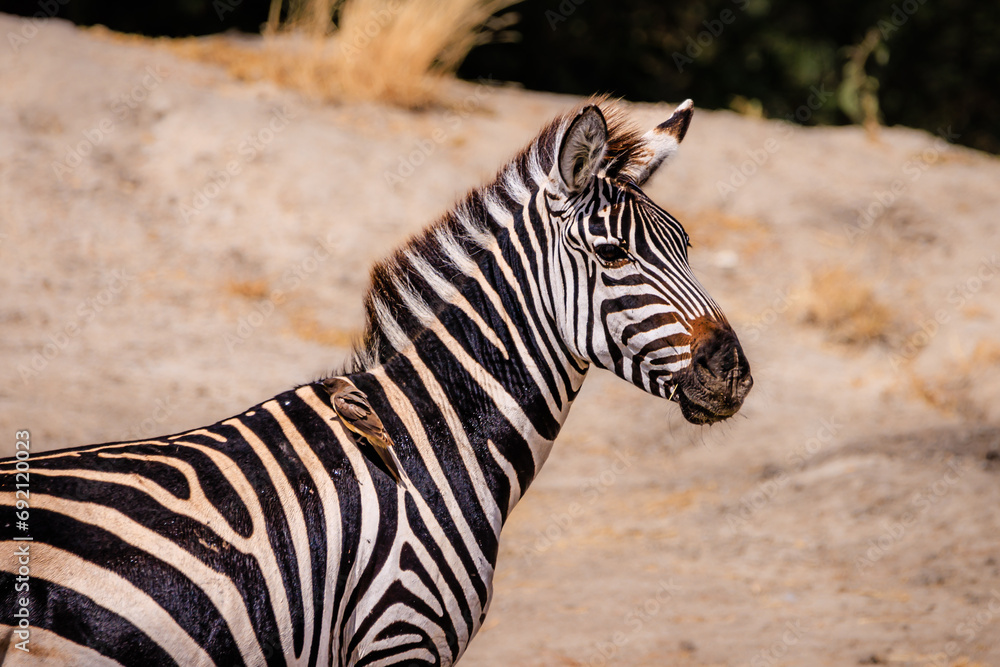 Zebra portrait