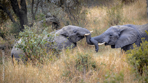 Photography Play-fighting elephants
