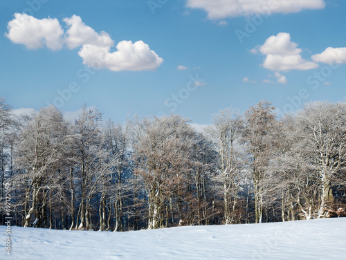 Wallpaper Mural First winter snow and mountain beech forest Torontodigital.ca