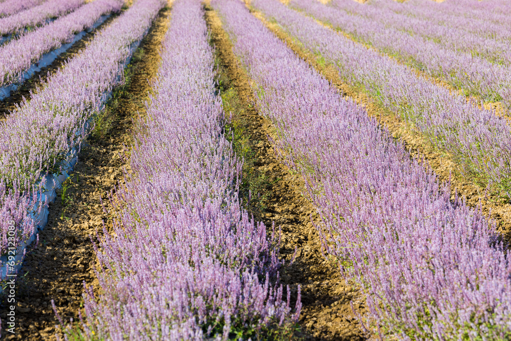 Naklejka premium Chinese Mesona flower field in Taoyuan Yangmei District