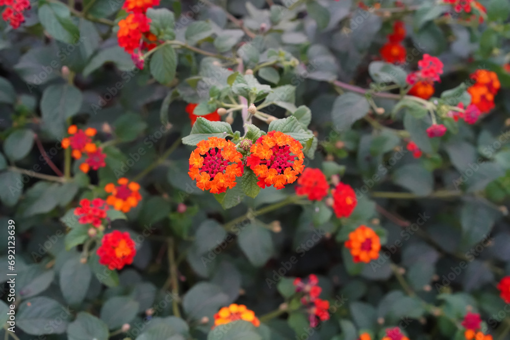 Lantana camara orange-yellow and scarlet flowers in inflorescences around red, pink or purple stamens on a background of green leaves. Close-up of multicolored flowers of the tropical shrub.