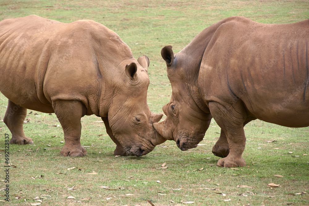 Two rhinos come face to face to fight it out Two rhinos come face to face to fight it out