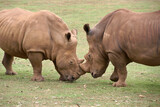 Two rhinos come face to face to fight it out