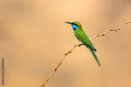 Arabian green bee-eater, Merops cyanophrys photo