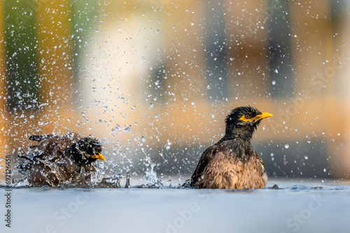 A bird bathes in a city fountain in Jeddah. The Common Myna, Acridotheres tristis photo