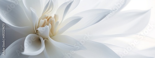 abstract flower blooming white background. © Amonthep