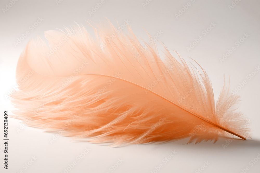 A gentle peach fuzz color feather lying on minimal light background. Modern trendy tone hue shade A gentle peach fuzz color feather lying on minimal light background. Modern trendy tone hue shade