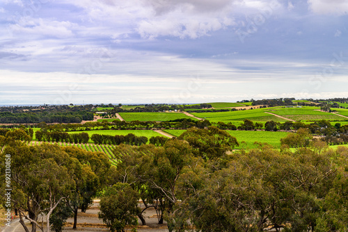 McLaren Vale Vineyards outside Adelaide Australia