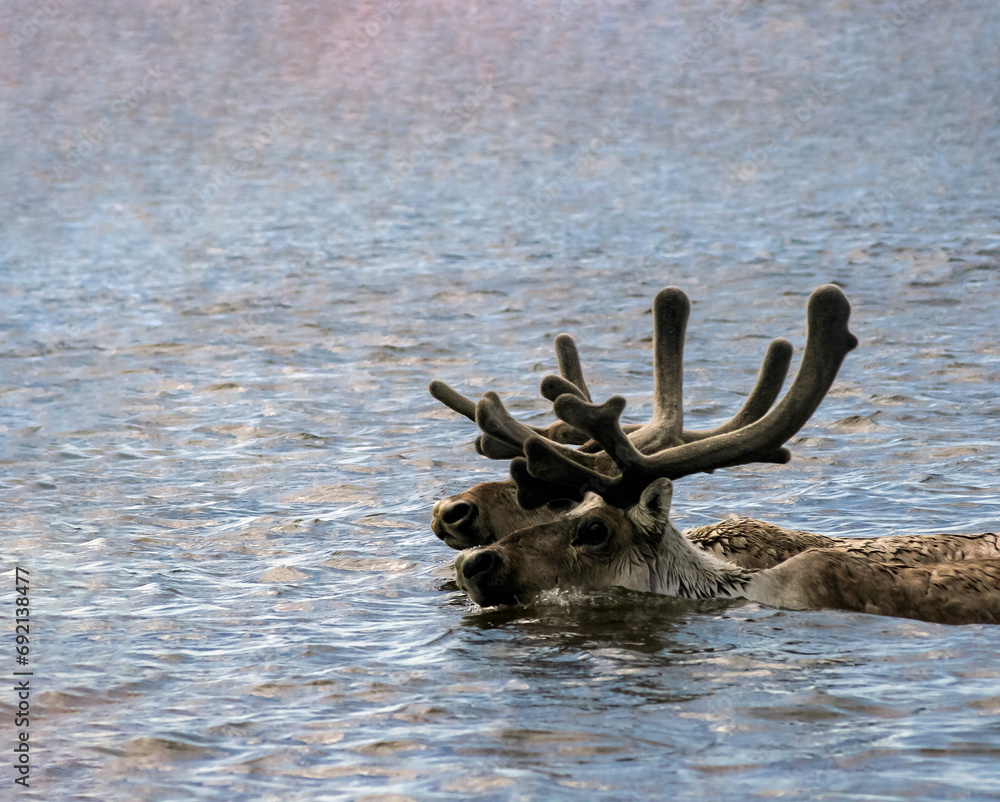 Caribou deer in growing antlers swim across the river during the summer seasonal migration.