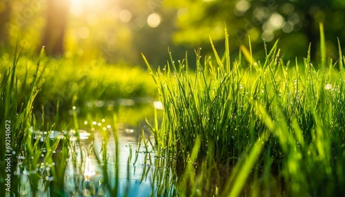 tranquil fresh grass for growth and water concept mother nature copy space for text