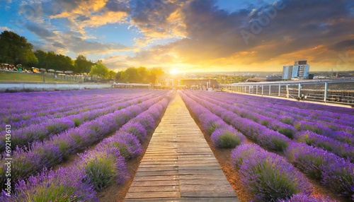 a vivid purple blooming lavender field in summer at sunset flower field landscape in the uk
