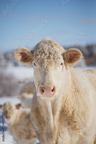 Wallpaper Mural Close up on a charolais cow outside in winter season in quebec canada Torontodigital.ca