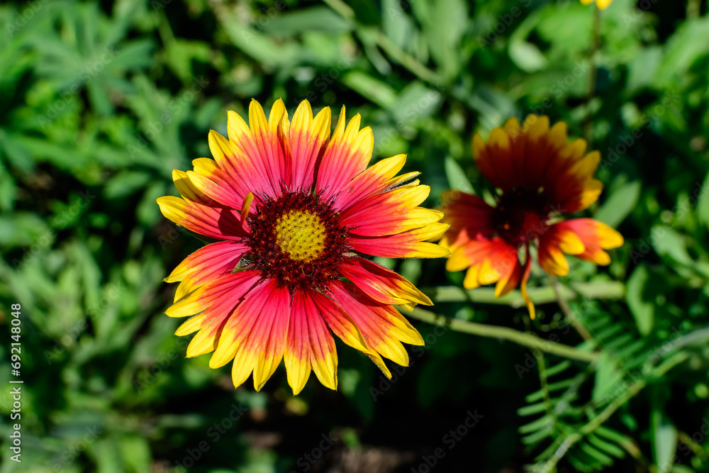 One vivid yellow and red Gaillardia flower, common known as blanket flower, and blurred green leaves in soft focus, in a garden in a sunny summer day, beautiful outdoor floral background. One vivid yellow and red Gaillardia flower, common known as blanket flower, and blurred green leaves in soft focus, in a garden in a sunny summer day, beautiful outdoor floral background.