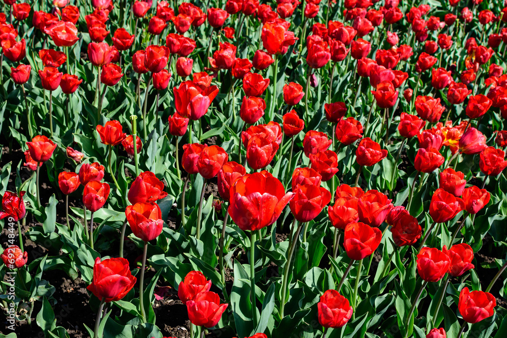 Many delicate vivid red tulips in full bloom in a sunny spring garden, beautiful outdoor floral background photographed with soft focus Many delicate vivid red tulips in full bloom in a sunny spring garden, beautiful outdoor floral background photographed with soft focus