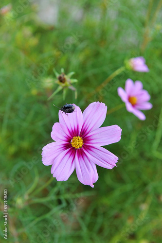 inseto sobre flor rosa 