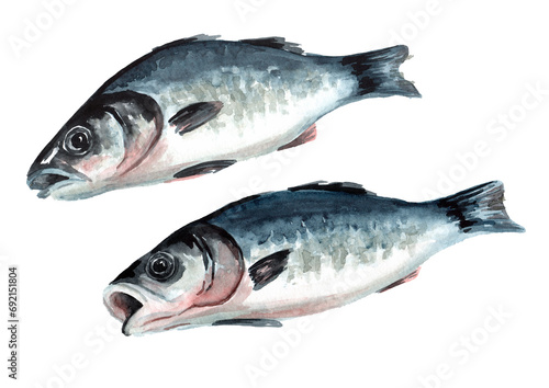 Fresh fish sea bass set. Hand drawn watercolor illustration, isolated on white background