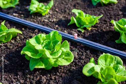 Vegetables in the plot. Mustard greens growing in the garden on an organic farm. Hydroponic vegetable farm grown in soil plots. Drip irrigation system.