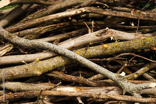 dry tree branches, wood lying in the yard . Firewood for a fire in the yard