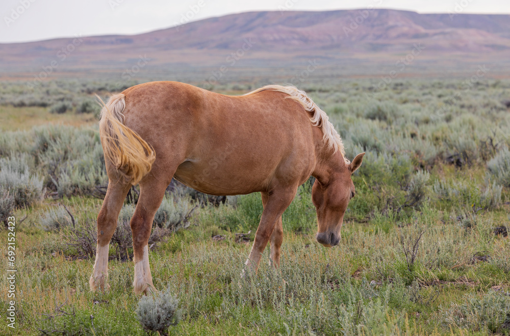 Wild Horse in Summer in the Wyoming Dessert Wild Horse in Summer in the Wyoming Dessert