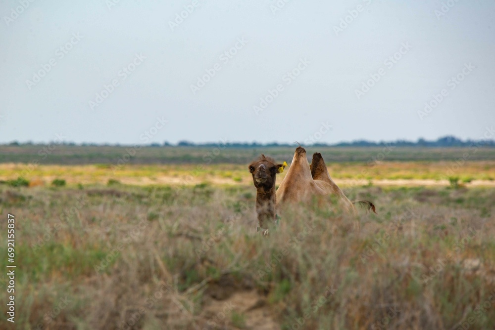 One brown camel lies in the steppe One brown camel lies in the steppe