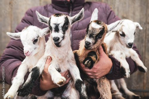 Four young baby goats in human arms
