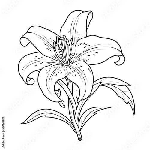 Minimalistic Lily Line Art Vector SVG Coloring