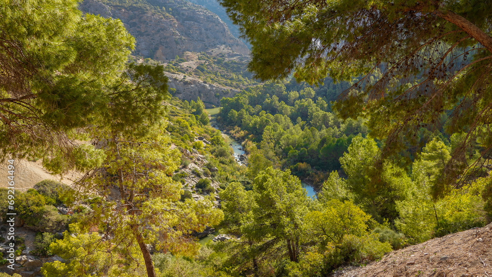 Bosque de pinos mediterráneos con el Rio Guadalhorce de fondo