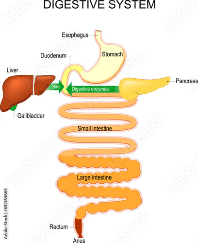 Part of a Human Digestive system