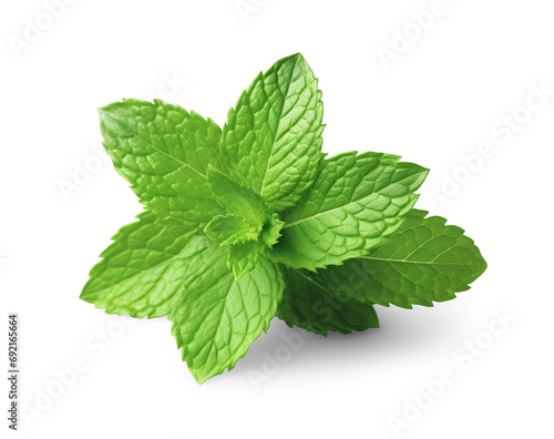 Mint leaves. Cut out on transparent