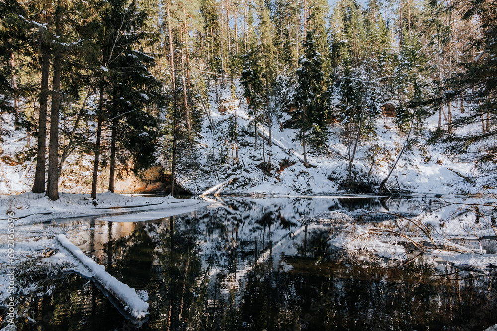 Tranquil Winter Scene: Pine Tree Reflection in Frozen Lake Water Tranquil Winter Scene: Pine Tree Reflection in Frozen Lake Water