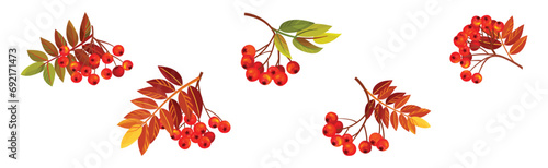 Autumn Rowan Berry Branch with Clusters and Leaves Vector Set photo
