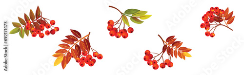 Autumn Rowan Berry Branch with Clusters and Leaves Vector Set
