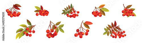 Autumn Rowan Berry Branch with Clusters and Leaves Vector Set