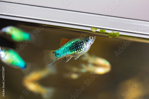 Pecilia neon blue in an aquarium. Poecilia blue. Black Blue Platy fish