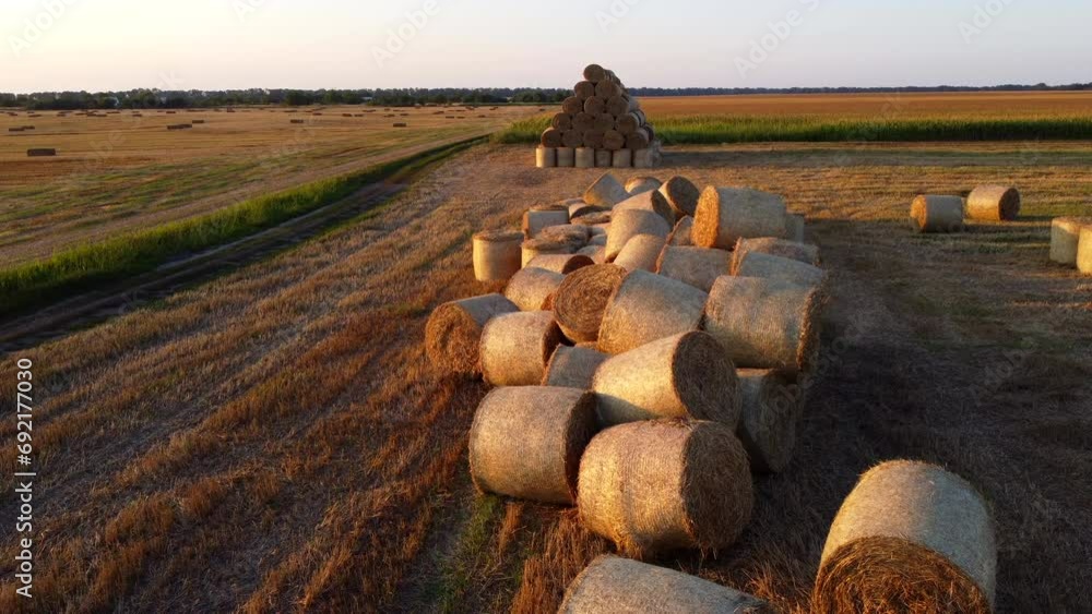 Many twisted dry wheat straw in roll bales on a field during sunset sunrise. Scattered bales of straw after the harvest twisted into rolls lying on the field. Rural landscape, countryside scenery Many twisted dry wheat straw in roll bales on a field during sunset sunrise. Scattered bales of straw after the harvest twisted into rolls lying on the field. Rural landscape, countryside scenery