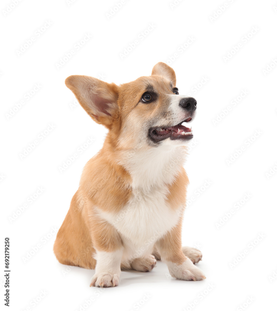 Cute Corgi dog isolated on white background Cute Corgi dog isolated on white background