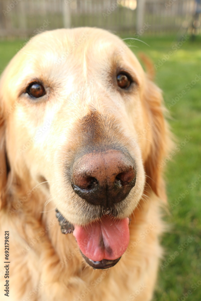 golden retriever dog