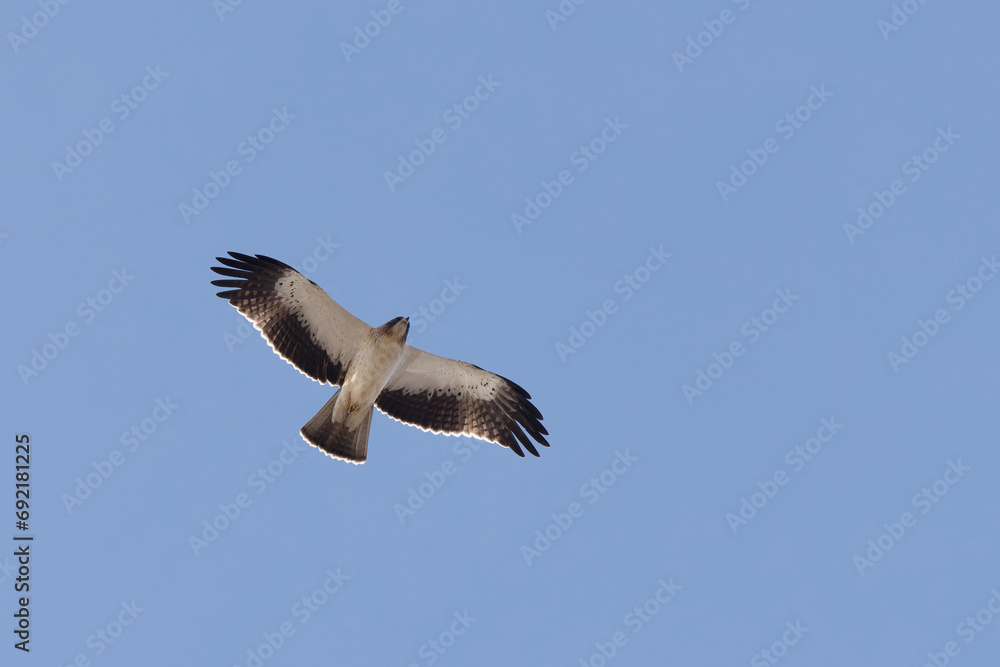 Booted Eagle Hieraaetus pennatus flying in the sky of Southern France Booted Eagle Hieraaetus pennatus flying in the sky of Southern France