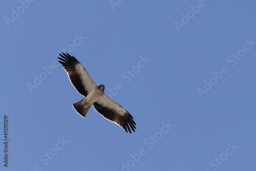 Booted Eagle Hieraaetus pennatus flying in the sky of Southern France © denis