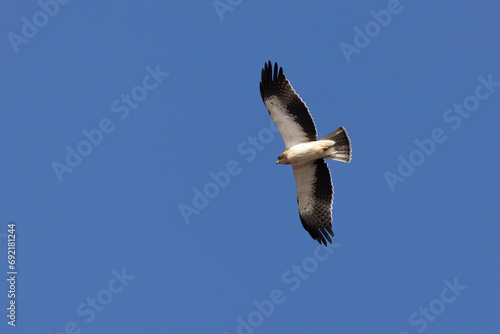 Booted Eagle Hieraaetus pennatus flying in the sky of Southern France