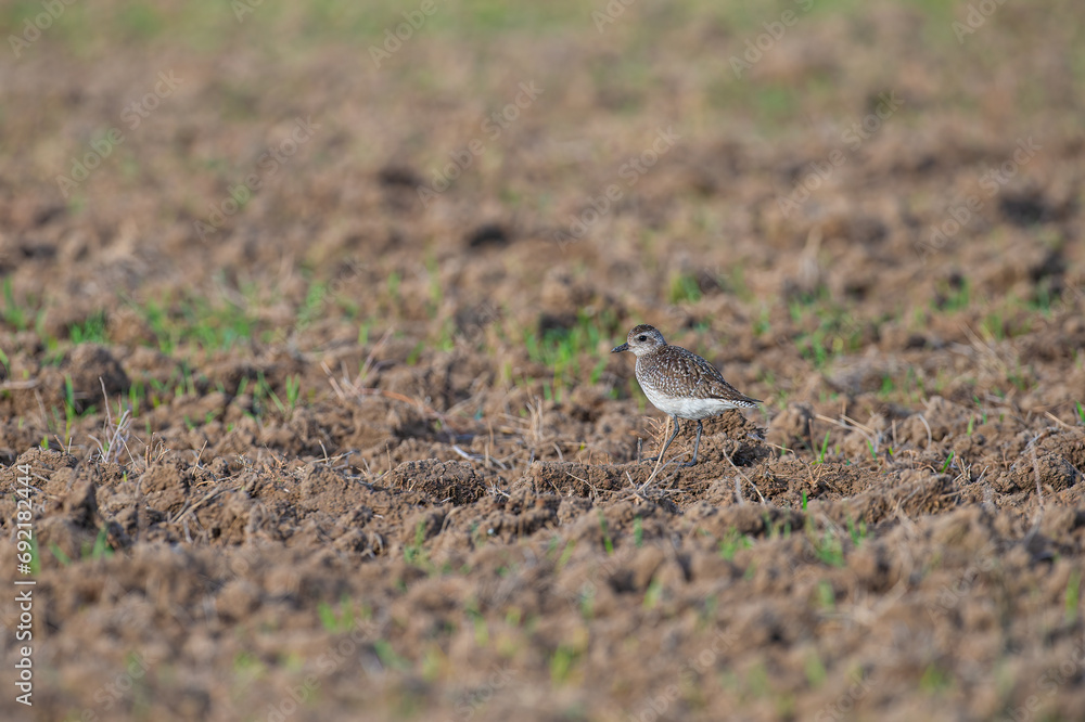 Tarlada beslenen Gri Yağmurcun (Pluvialis squatarola).