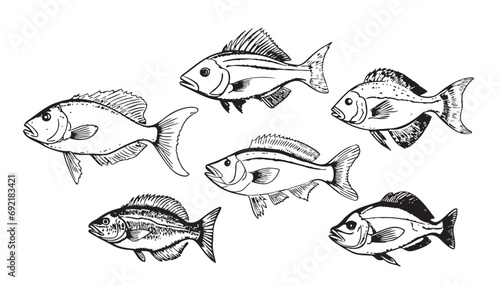 Collection of fish sketch hand drawn engraving style illustration