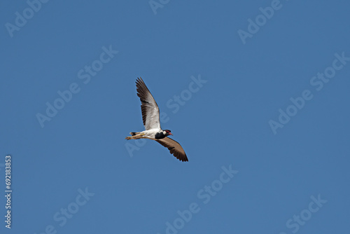 Red-wattled Lapwing  Vanellus indicus  flying in the blue sky.