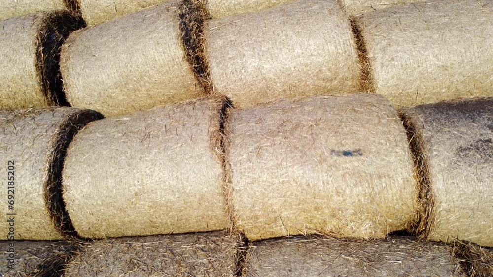 Many twisted bales of pressed wheat straw on field after wheat harvest on sunny day close-up. Compressed rolled dry straw bales on farm land. Agricultural farming industry. Agrarian industrial Many twisted bales of pressed wheat straw on field after wheat harvest on sunny day close-up. Compressed rolled dry straw bales on farm land. Agricultural farming industry. Agrarian industrial