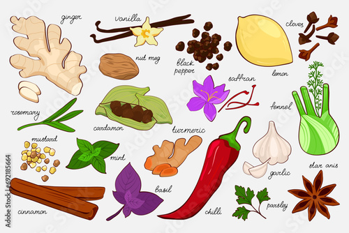 Vector set of different spices. Food illustration for menus, packaging and other culinary projects. Tumeric, cinnamon, saffron, anise, basil, fennel, garlic, pepper, cloves and nutmeg and other.